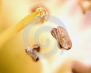 Pollen and stamen of flower