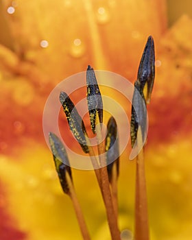 Pollen and stamen in Lily flower