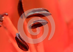 Pollen and stamen of Lily flower