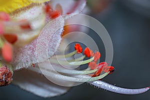 Pollen and stamen on a red chestnut tree flower