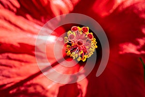 Pollen on stamen of a vibrant red hibiscus flower