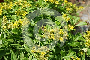 Pollen wasp flies over the flowers of Sedum ellacombianum, a flowering plant in the family Crassulaceae. Berlin, Germany