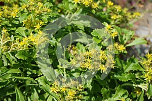 Pollen wasp flies over the flowers of Sedum ellacombianum, a flowering plant in the family Crassulaceae. Berlin, Germany