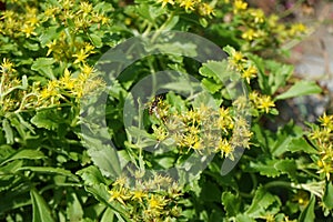 Pollen wasp flies over the flowers of Sedum ellacombianum, a flowering plant in the family Crassulaceae. Berlin, Germany