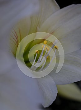 Pollen in white flower closeup picture