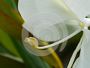 Pollen of White Ginger Blooming