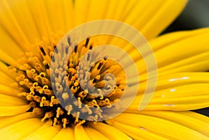 Pollen in a yellow flower