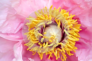 Pollen on yellow stamen