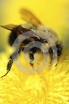 Pollenating Bee