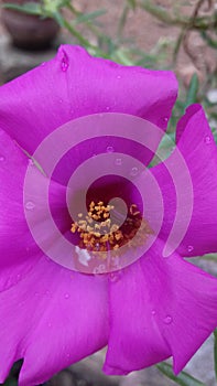 Pollengrains are microscopic structures, which bear androecium a male reproductive organ of a flower