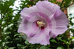 Pollens do a balancing act on the flower during the breeze left behind by the insects