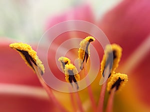Pollens of pink