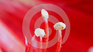 pollens of red flower amaryllis macro closeup