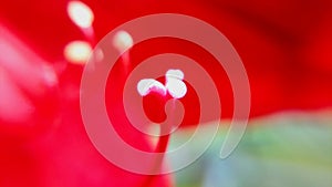 pollens of red flower amaryllis macro closeup