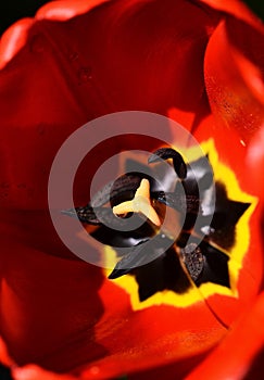 Pollens on Wet Blooming Red Tulip photo