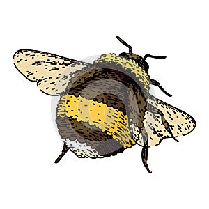 pollinate bee sketch hand drawn vector