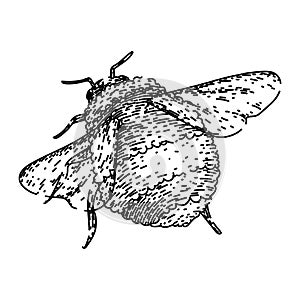 pollinate bee sketch hand drawn vector