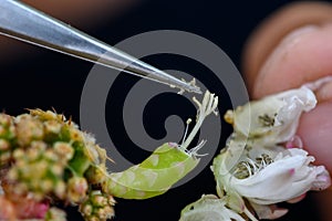 Pollinate of flower cactus, Gymnocalycium mihanovichii is a type of cactus
