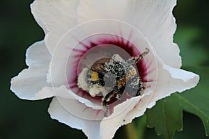 The pollinated bee