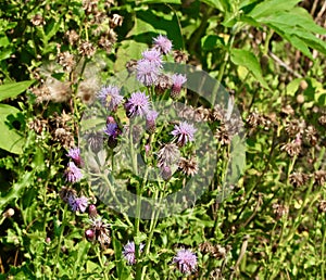 Pollinated Thistle Blossoms