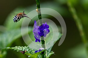 Pollinating Angel Bumblebee