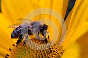 Pollinating bee