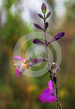 Pollinating Bee on a Flower