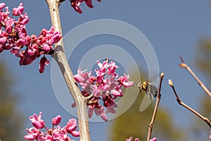 Pollinating bee hovering before a redbud bloom
