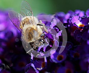 Pollinating bee on lilac flowers and chestnut flower