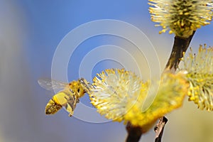 Pollinating bee