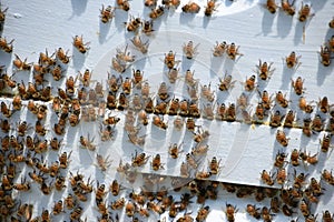 Pollinating Bees on a Beehive in the Summer Time