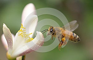 Pollinating Citrus 1 photo