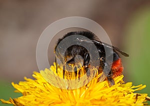 Pollinating dandelion bumblebee