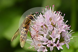 A pollinating H overfly - Epistrophe grossulariae - feeding on Nectar from a Chive Flower head