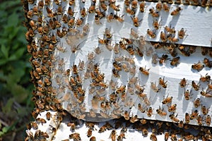 Pollinating Honey Bees on a Beekeepers Hive