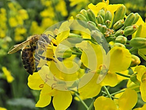 A pollinating insect, honey bee on a rapeseed inflorescence. Pollination in progress.