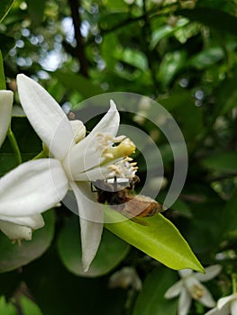 Pollinating nature