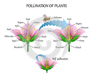 Pollinating plants with insects and self-pollination, flower anatomy education diagram, botanical biology banner. Vector illustrat