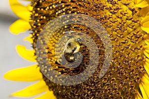 Pollination photo