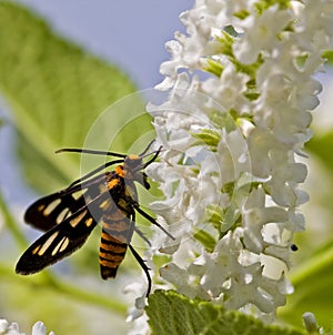 Pollination photo