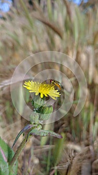 Pollination