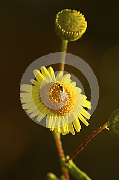 Pollination, Aareraceae. Bangalore, Karnataka