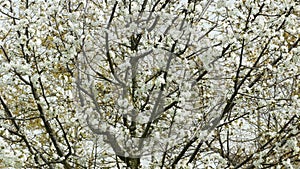 pollination of an almond tree all full of flowers and bees