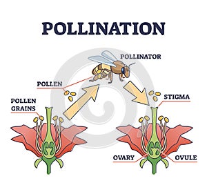 Pollination as plant reproduction and vegetation process outline diagram