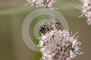 Pollination - bee on the bloom