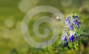 Pollination with bee and blue bell flower with sunshine, copy space
