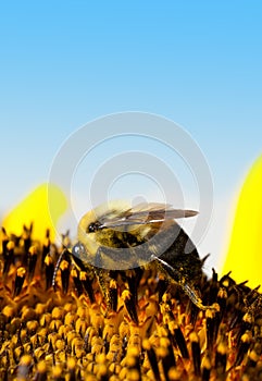 Pollination - Bee Feeding