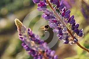 Pollination. Bee flies and collects nectar from a purple lupine. Beautiful picture with blurred background.