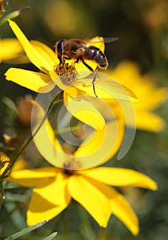 Pollination bee on flower