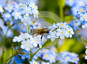 Pollination bee on the flower